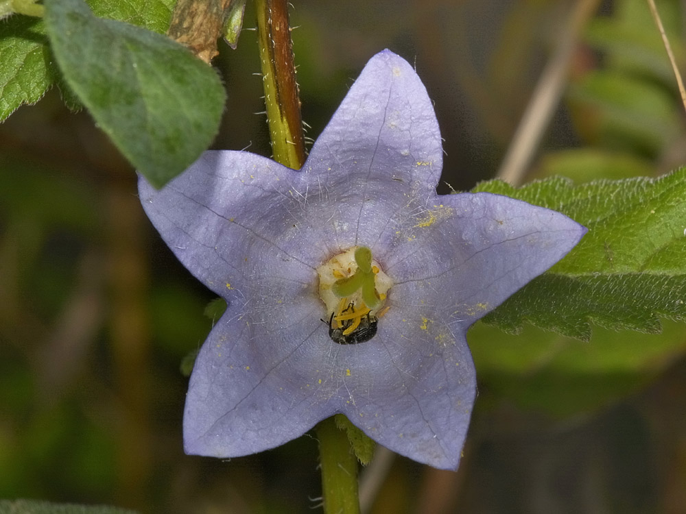 Curculionide su pistillo - Cleopomiarus sp.